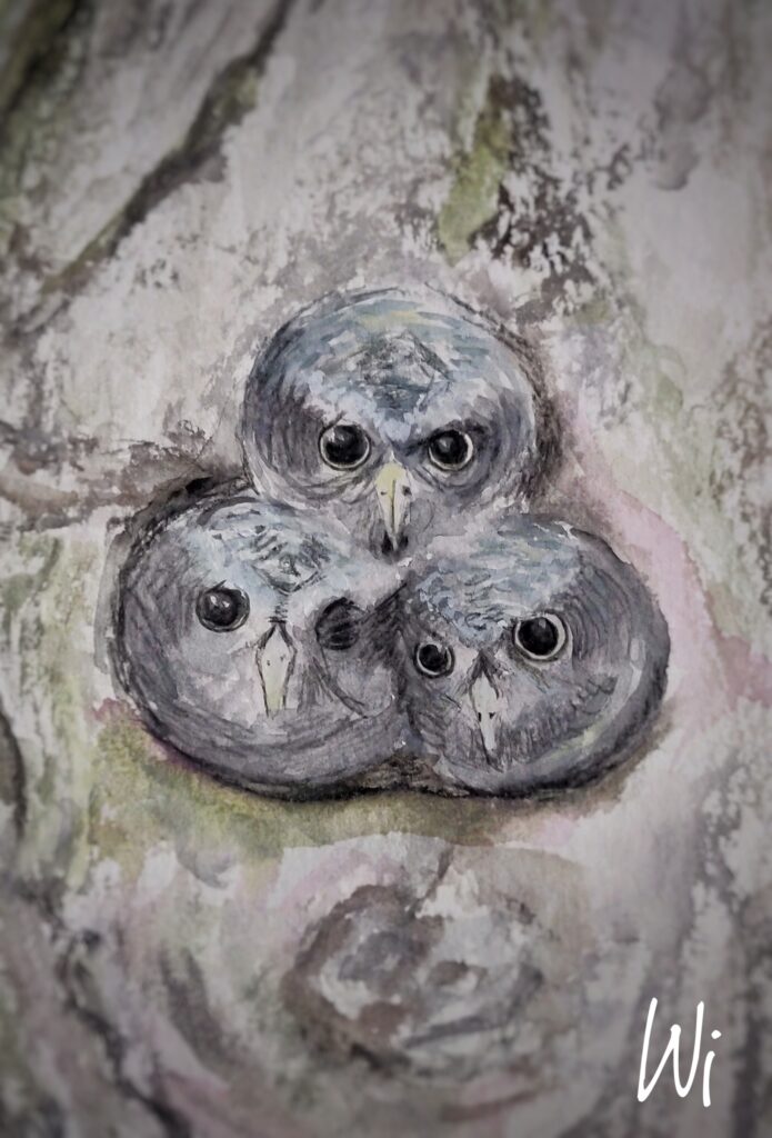 drei Käuzchen blicken aus ihrem Nest, Aquarell, DinA4