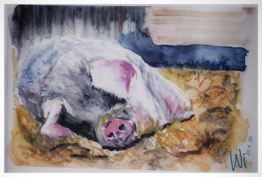 schlafendes Schwein im Stroh, Aquarellmalerei, Sketchbook