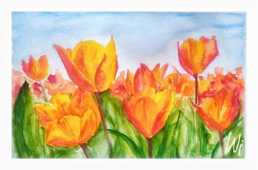 Tulpenfeld, gelb-orange, Aquarell (Sketchbook DinA5)