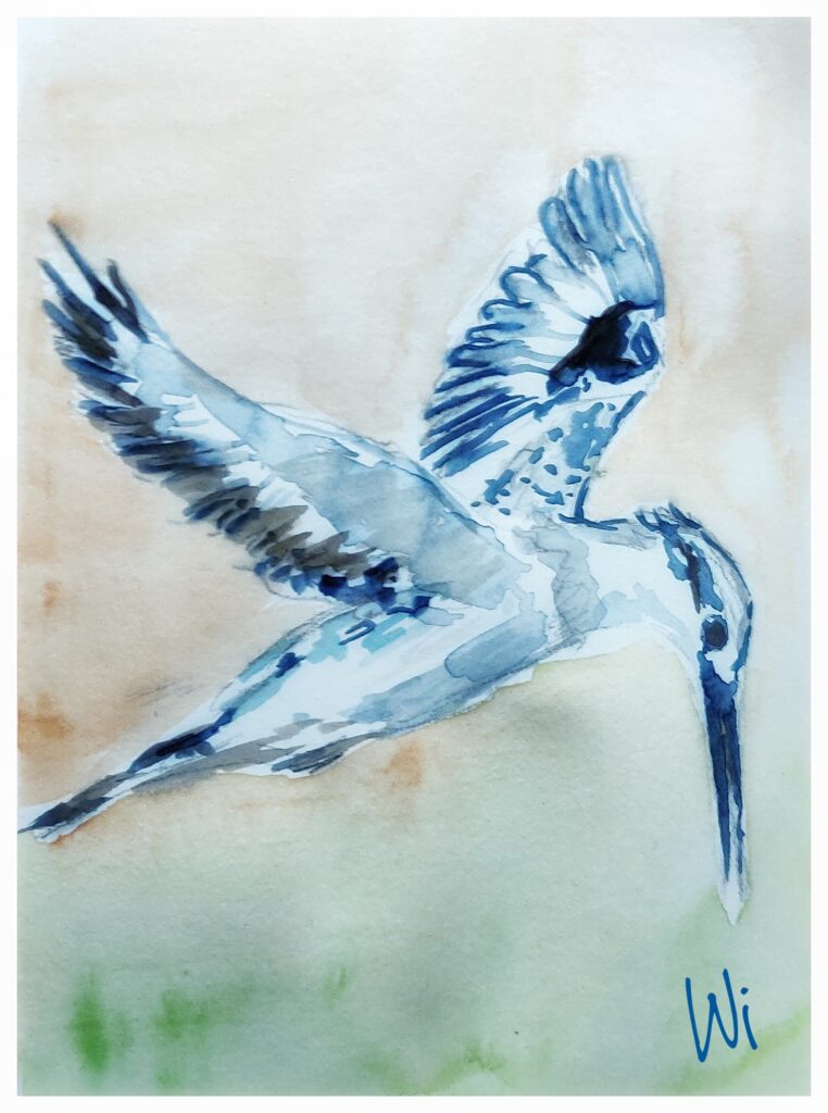 Vogel im Flug, Wasserfarbe, Sketchbook