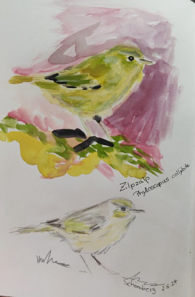 Vögel der Heimat, Zilpzalp, Wasserfarbe, Sketchboik